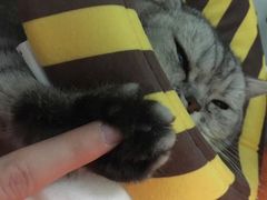 -纳吉亚猫专科动物诊疗中心(蒋宅口分院)