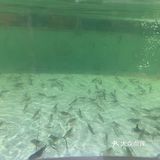 #凯尔文探店#哈虾大少