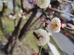 -花开海上生态园
