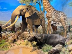 -陕西自然博物馆