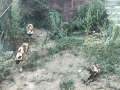 -新疆天山野生动物园