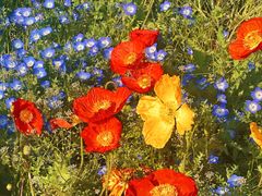 -上海共青森林公园