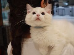 -momokira米努特·德文卷毛猫·棉花面纱犬