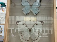 -上海鲜花港