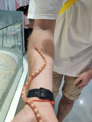 -Moni星球萌宠·小马宝莉·灵蛇·高端高阶全萌宠互动体验俱乐部(红豆国际广场店)