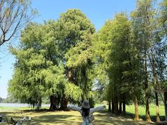 -南宁良凤江国家森林公园