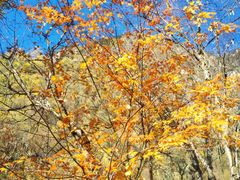 -叠溪松坪沟景区