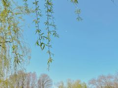 -上海共青森林公园