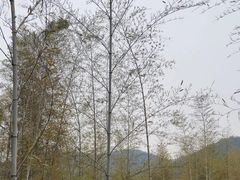 -陶祖圣境风景区