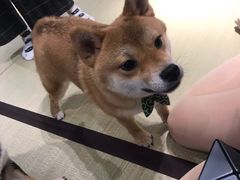 -逗柴咖啡屋·狗咖猫咖宠物桌游