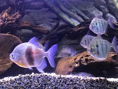 -上海海洋水族馆