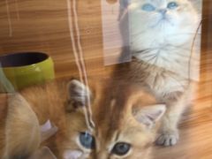 -猫十亿·布偶金渐层·曼基康矮脚猫舍(青年路店)