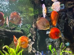 -上海海洋水族馆