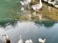 -靖西鹅泉风景区