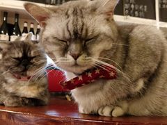 -猫色咖啡·猫咖