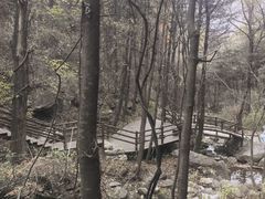 -王顺山国家森林公园