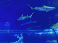 -福州罗源湾海洋世界旅游区