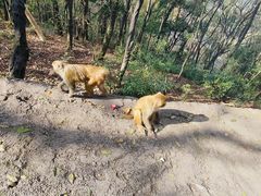 -黔灵山公园