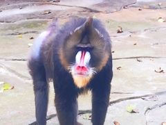 -贵州森林野生动物园