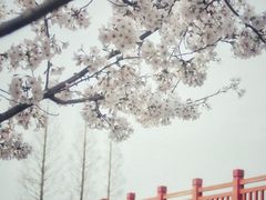 -高东镇樱花园