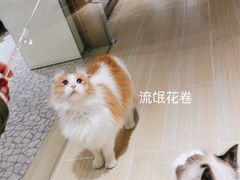 -momokira米努特·德文卷毛猫·棉花面纱犬