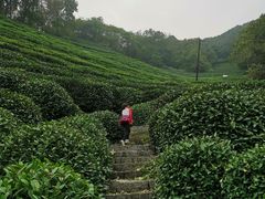 -十八棵（老龙井）御茶园(老龙井店)