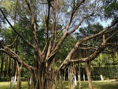 -厦门国家会计学院