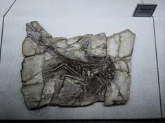 -辽宁古生物博物馆