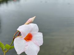 -上海辰山植物园