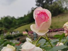 -都江堰玫瑰花溪谷