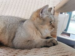 -喵屿·大理花园猫咖