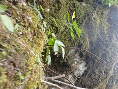 -青峰峡国家森林公园