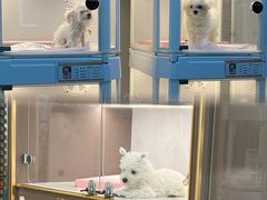 -翊宠yipet猫狗购宠庄园犬舍•猫舍