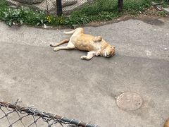 -大连森林动物园