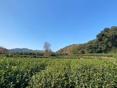 -和茶缘·梅坞农家菜(梅灵南路店)