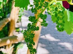 -火焰山景区(火焰山镇)