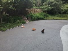 -紫金山山顶公园