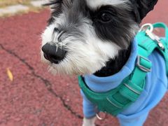 -瑞派申生动物医院·24H夜诊·国际动物医疗中心·骨外科(吴中路店)