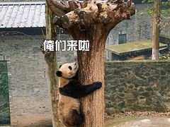 -都江堰中华大熊猫苑