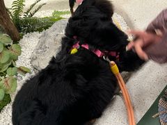 -帕帕拉兹宠物(亚洲旗舰店)