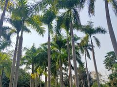 -中国科学院西双版纳热带植物园