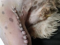 -关爱动物医院·心脏·中兽医·异宠(金牛路分院)