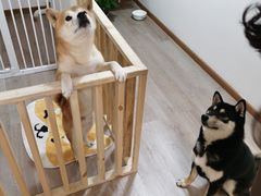 -柴迷FANS CLUB·柴犬狗咖·猫咖