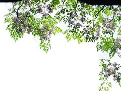 -重庆平顶山公园