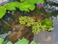 -深圳仙湖植物园