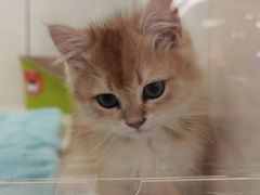 -1013 PET SHOP精品宠物商店(丁香店)