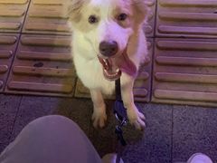 -仁华宠物医院(青羊店)