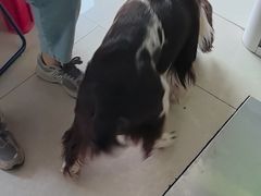 -瑞派福兴宠物医院犬猫全科·骨科·中西医结合(河东店)