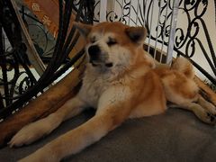 -喜柴咖啡·柴犬狗咖