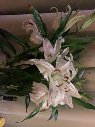-木北造型